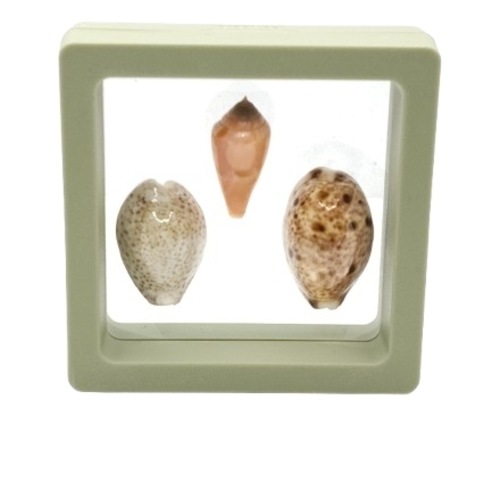 2.75 x 2.75 Decorative Seashell Display in Frame